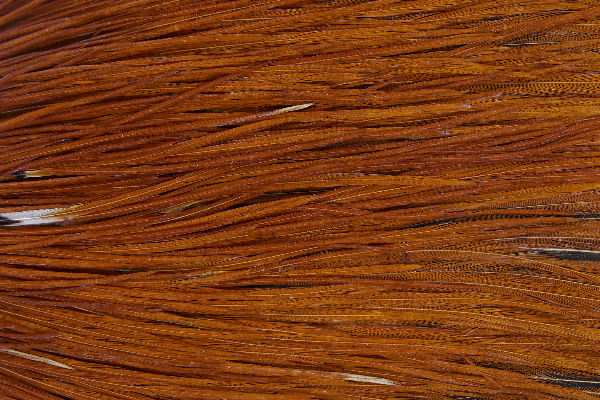 Brown Rooster Capes and Saddles Color Wall