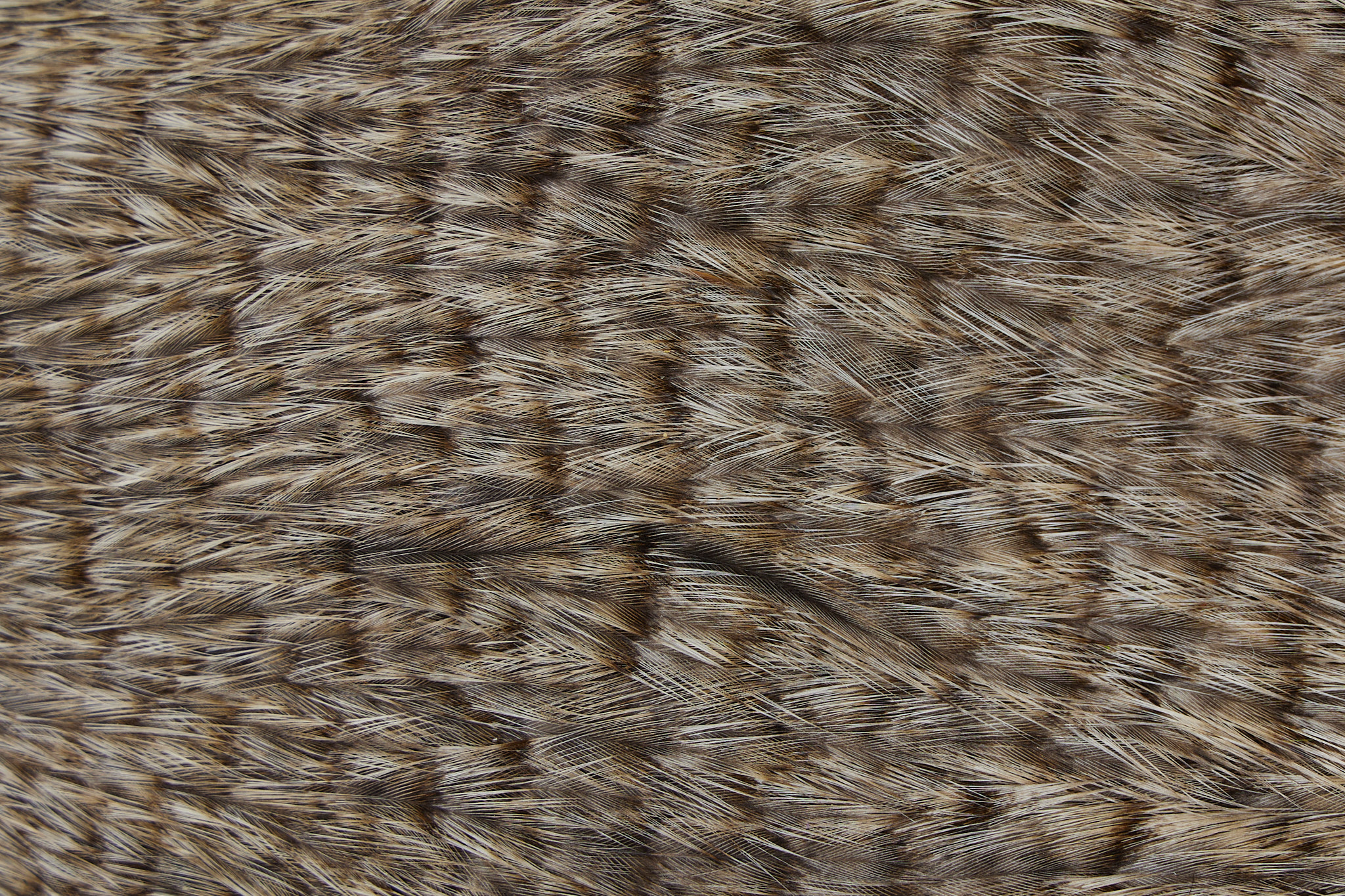 Pardo Coq de Leon Grade 2 Feathers - Pack of 10 - La Fine Mouche