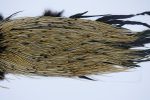 2286 Yellowstone Dry Fly Hackle, 2 grade Rooster Saddle Badger Ties Size 14-16 2286 Yellowstone Dry Fly Hackle, 2 grade Rooster Saddle Badger Ties Size 14-16
