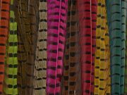 Ringneck Pheasant Tail Clump