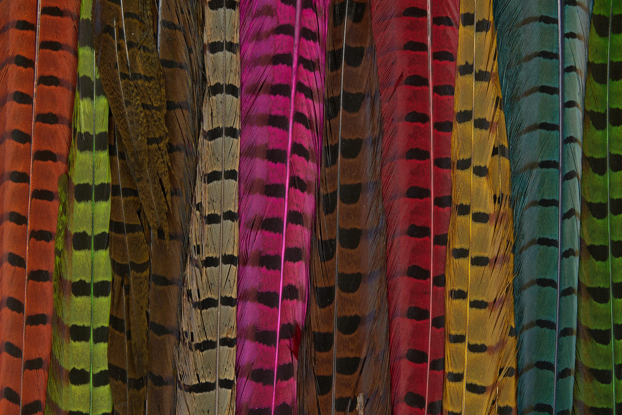 Ringneck Pheasant Tail Clump