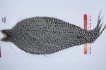 3197 Whiting Dry Fly Hackle, Pro Grade Rooster Cape Grizzly Ties Size 10-20 3197 Whiting Dry Fly Hackle, Pro Grade Rooster Cape Grizzly Ties Size 10-20