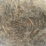 Arizona Diamond Dub – Callibaetis