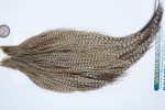 3659 Hebert Dry Fly Hackle, Bronze Grade Rooster Cape Dun Grizzly Ties Size 10-24 3659 Hebert Dry Fly Hackle, Bronze Grade Rooster Cape Dun Grizzly Ties Size 10-24