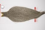 4442 Whiting Dry Fly Hackle Silver Grade Rooster Cape Grizzly Ties Size 10-22 4442 Whiting Dry Fly Hackle Silver Grade Rooster Cape Grizzly Ties Size 10-22