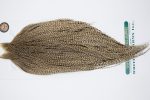 10895 Hebert Dry Fly Hackle Bronze Grade Rooster Cape Dun Grizzly Ties Size 10-22 10895 Hebert Dry Fly Hackle Bronze Grade Rooster Cape Dun Grizzly Ties Size 10-22