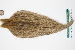 10922 Hebert Dry Fly Hackle Bronze Grade Rooster Cape Dun Grizzly Ties Size 8-22 10922 Hebert Dry Fly Hackle Bronze Grade Rooster Cape Dun Grizzly Ties Size 8-22