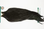 10934 Hebert Dry Fly Hackle Bronze Grade Rooster Cape Black Ties Size 10-24 10934 Hebert Dry Fly Hackle Bronze Grade Rooster Cape Black Ties Size 10-24