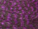 AGDPurple