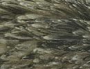 American-Dark-Grey-Dun-Hen-Cape