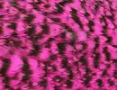 American-Grizzly-Dyed-Pink-Hen-Capes