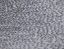 Barred Variant
