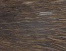 Dark Brown Dun-2