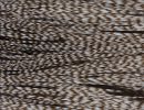 Whiting Grizzly Hackle