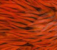 Freshwater Streamer Badger Orange-thumb