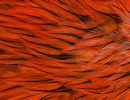 Freshwater Streamer Badger Orange-thumb