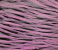 Freshwater Streamer Badger Shell Pink-thumb