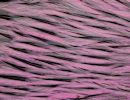 Freshwater Streamer Badger Shell Pink-thumb