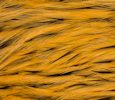 Freshwater Streamer Badger Shrimp Orange-thumb