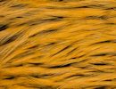 Freshwater Streamer Badger Shrimp Orange-thumb