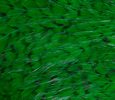 Freshwater Streamer Grizzly Highlander Green-thumb