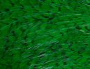 Freshwater Streamer Grizzly Highlander Green-thumb