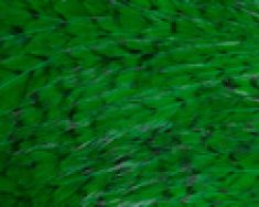 Freshwater Streamer Grizzly Highlander Green-thumb
