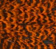 Freshwater Streamer Grizzly Orange-thumb