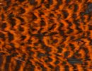 Freshwater Streamer Grizzly Orange-thumb