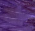 Freshwater Streamer Purple-thumb