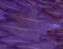 Freshwater Streamer Purple-thumb