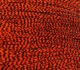 Grizzly dyed Orange Grizzly dyed Orange