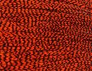 Grizzly dyed Orange