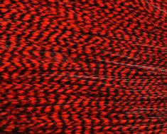 Grizzly dyed Red