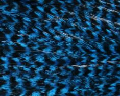 JFCHC-GrizzLy-Blue