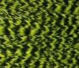 JFCHC-GrizzLy-Chartreuse