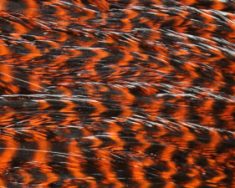 JFCHC-GrizzLy-Orange