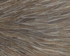 Medium Brown Dun-2