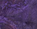 Purple (2)