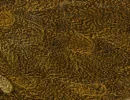 Speckled Copper Olive