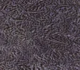 Speckled Lavender