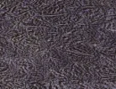 Speckled Lavender