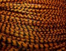 WFR-Grizzly-Burnt-Orange.jpg