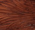 coachman brown hen_20200126-051429