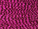 grizzly dyed pink